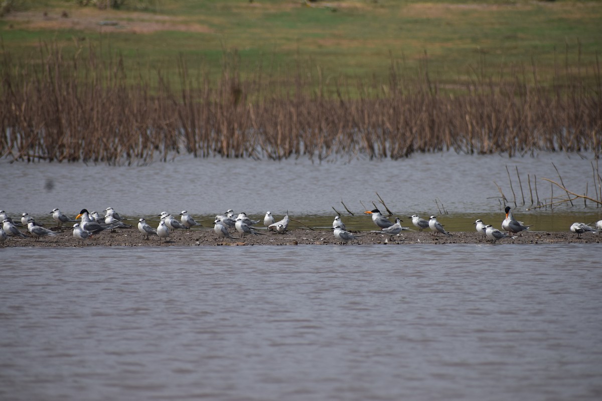 tern sp. - ML311612851