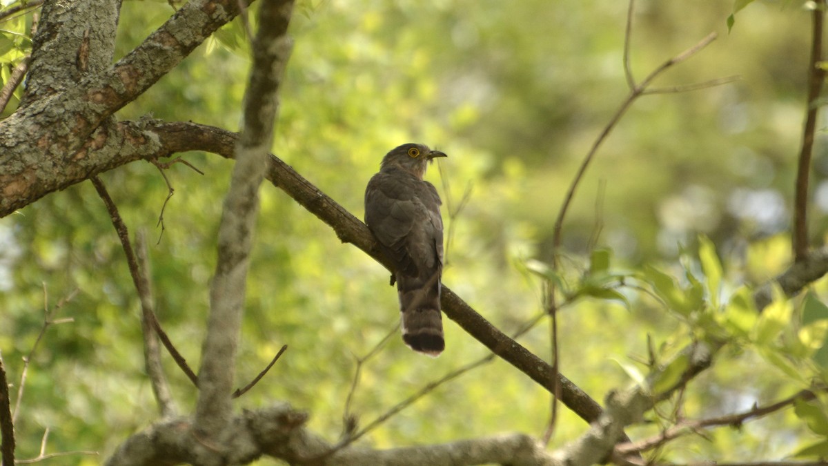 Common Hawk-Cuckoo - ML311614361