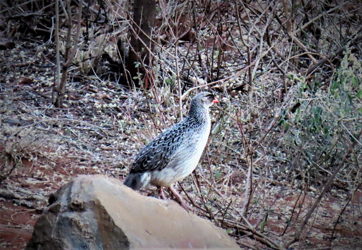 Chestnut-naped Spurfowl (Black-fronted) - ML311615191