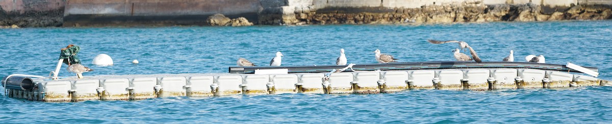 Lesser Black-backed Gull - Erich Hetzel