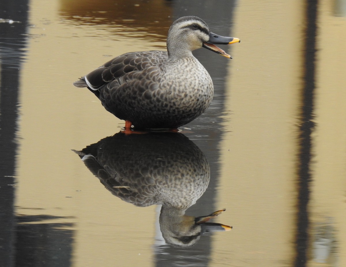 Eastern Spot-billed Duck - ML311616471