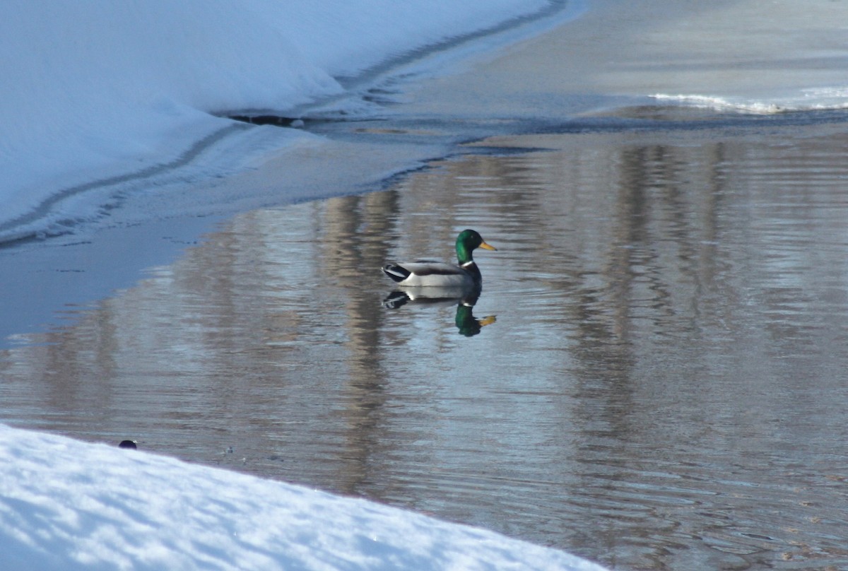 Canard colvert - ML311616961