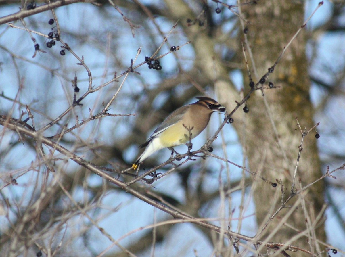 Cedar Waxwing - ML311617021