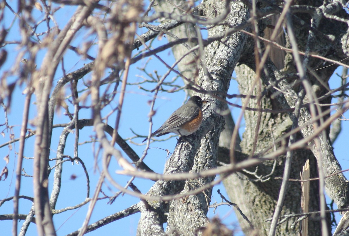 American Robin - ML311617061