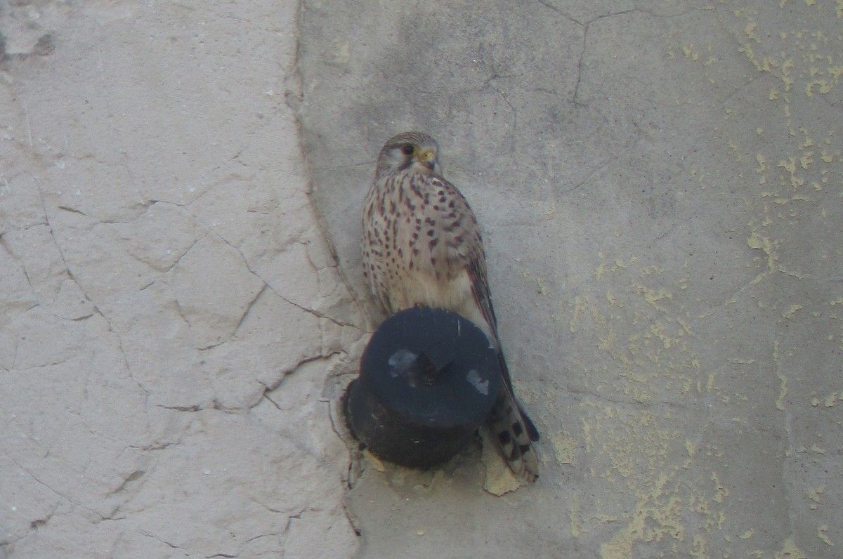 Eurasian Kestrel - Tamas Zeke