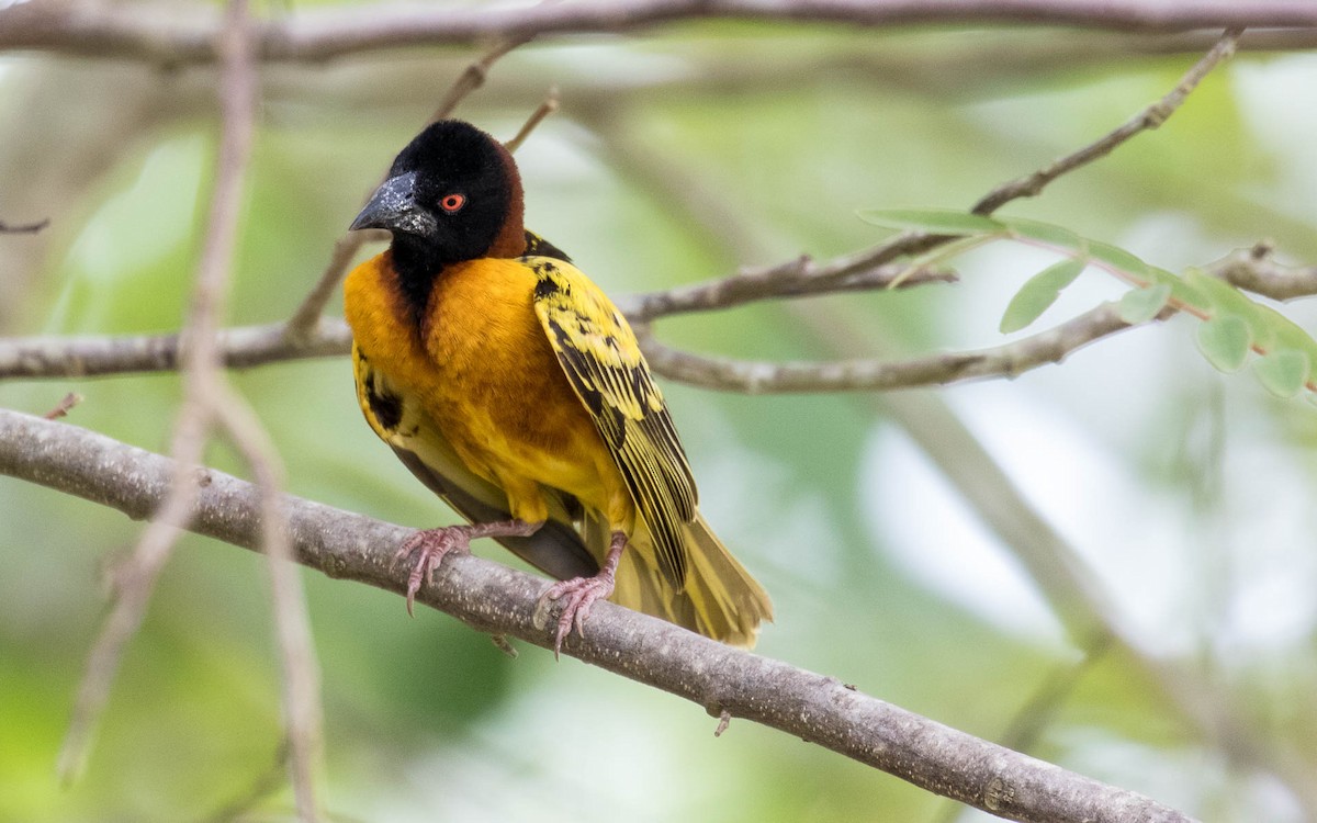 Village Weaver - Eero Rasi