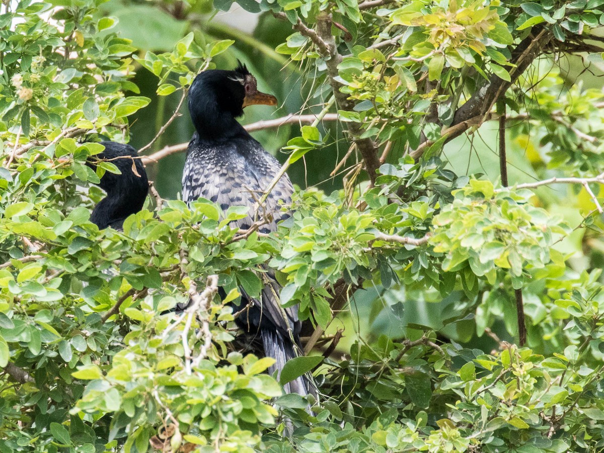 Long-tailed Cormorant - Eero Rasi