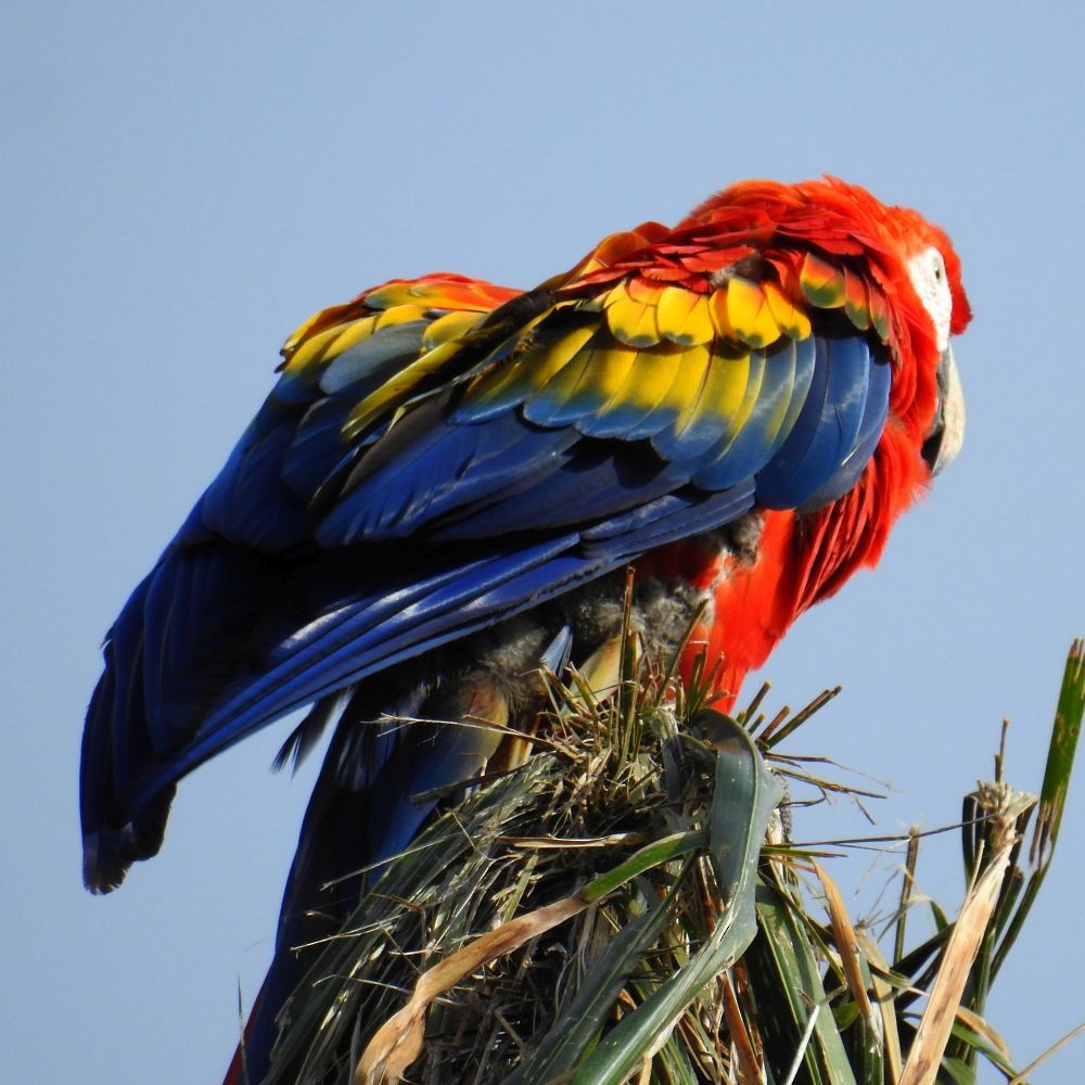 Scarlet Macaw - ML311623211