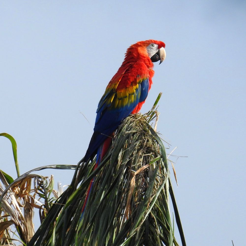 Scarlet Macaw - ML311623221
