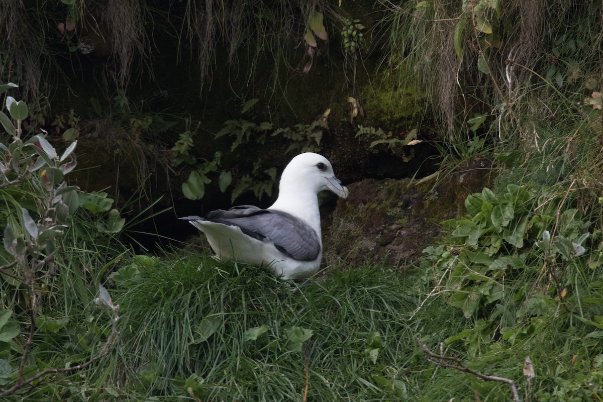 Northern Fulmar - ML311623271