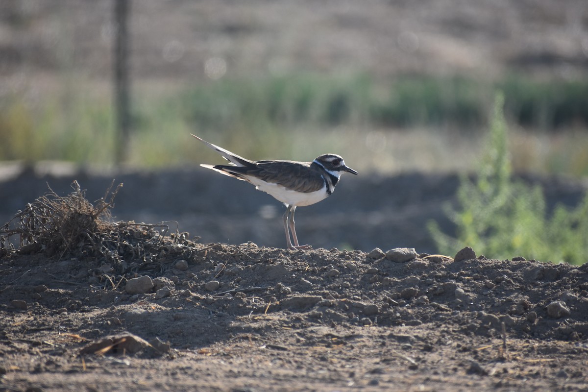 Killdeer - Jackson Frost