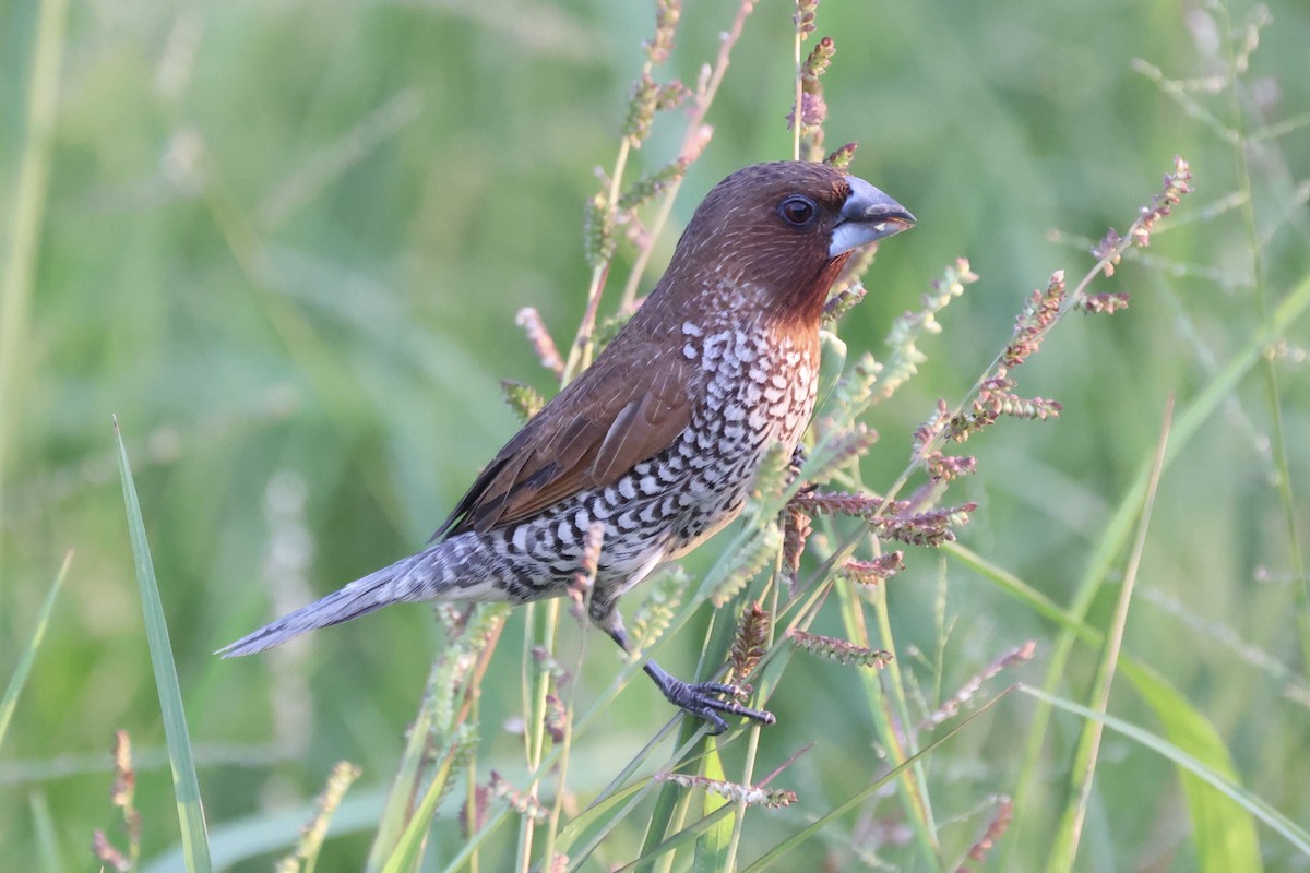 Scaly-breasted Munia - ML311627891