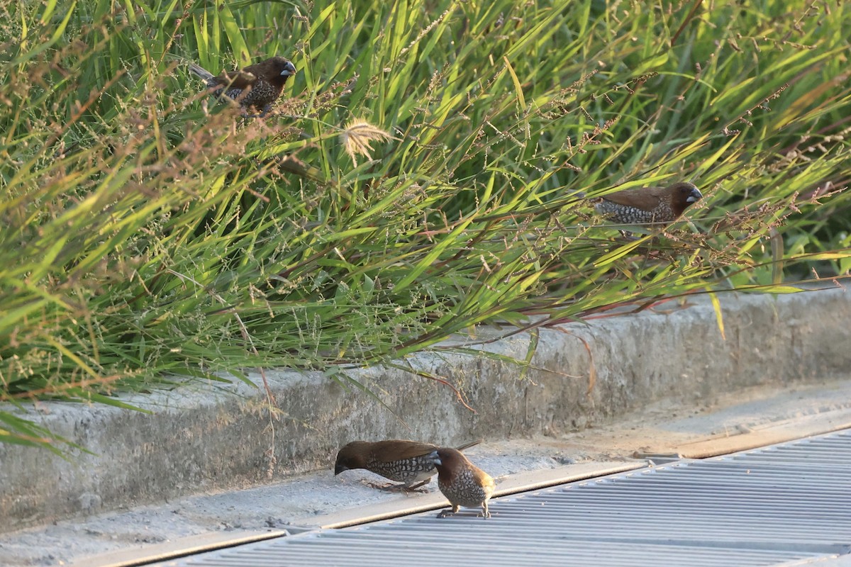 Scaly-breasted Munia - ML311627911