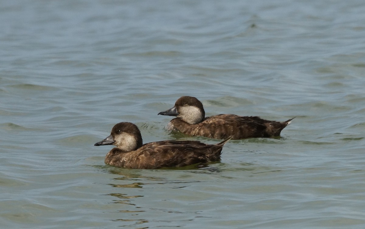 Black Scoter - ML31162801