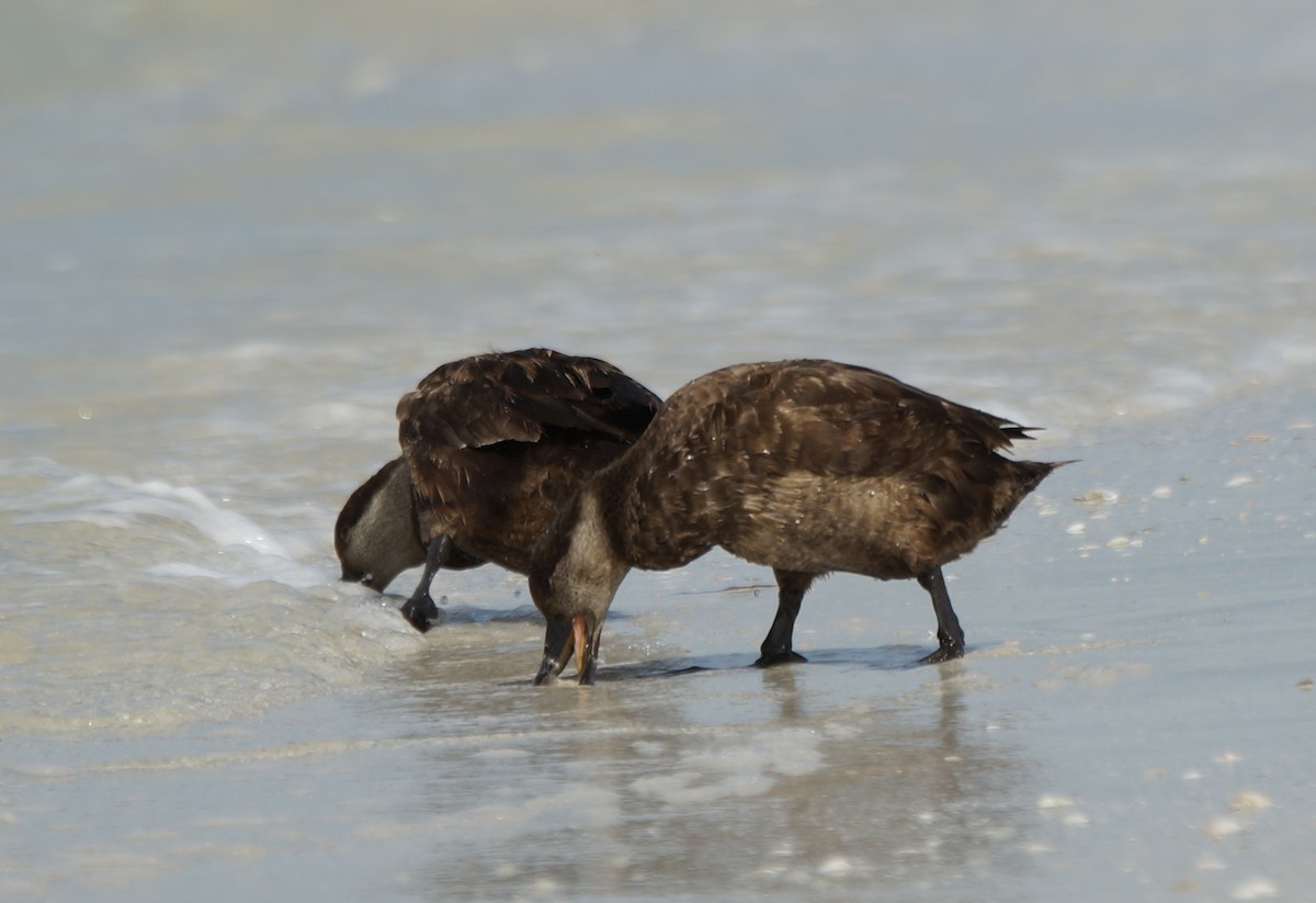 Black Scoter - Teri Zambon True