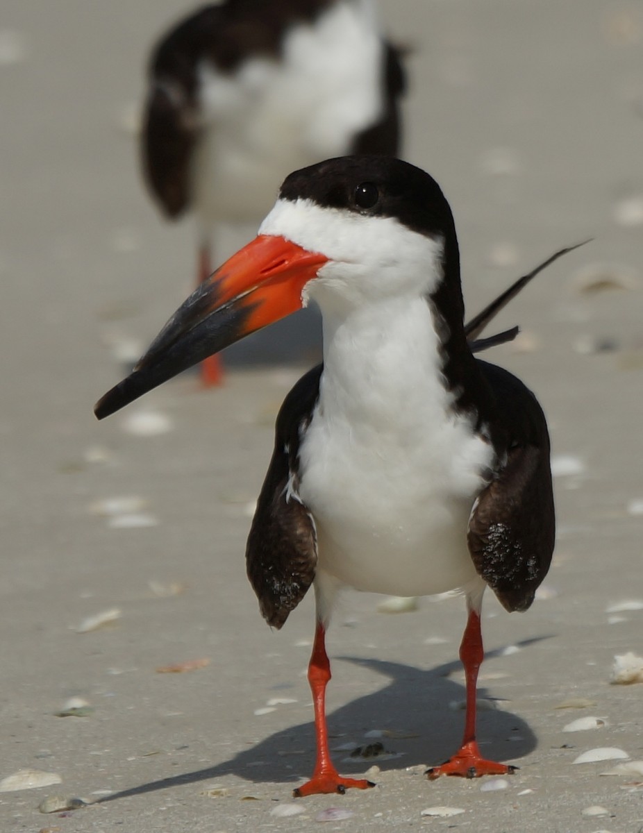 Black Skimmer - ML31162921