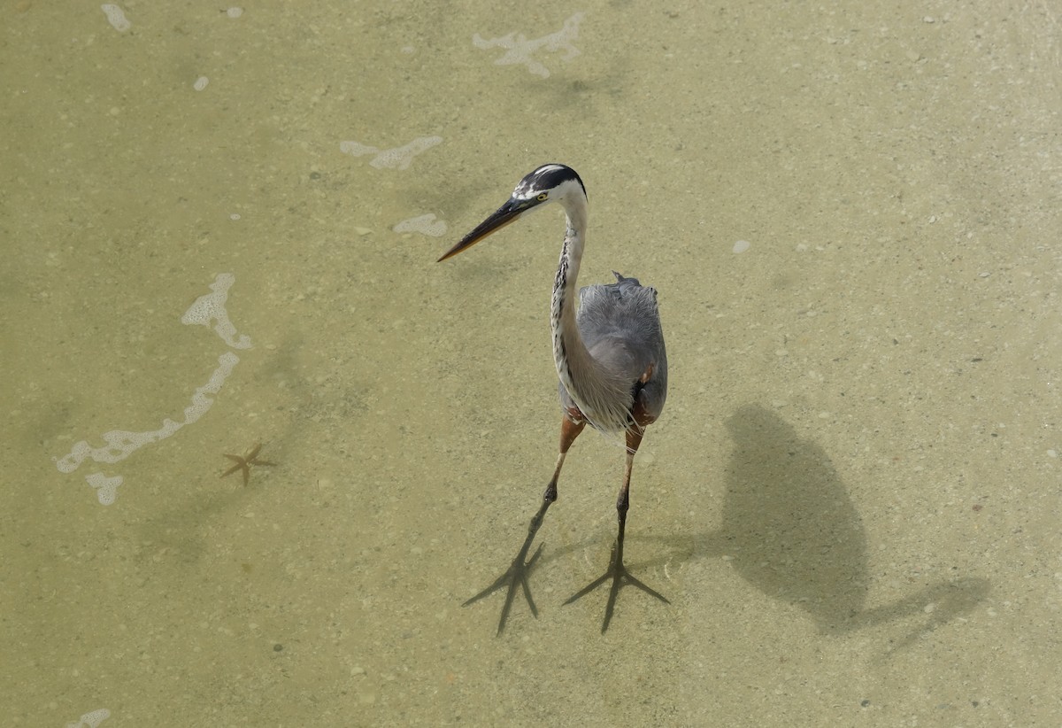 Great Blue Heron - Teri Zambon True