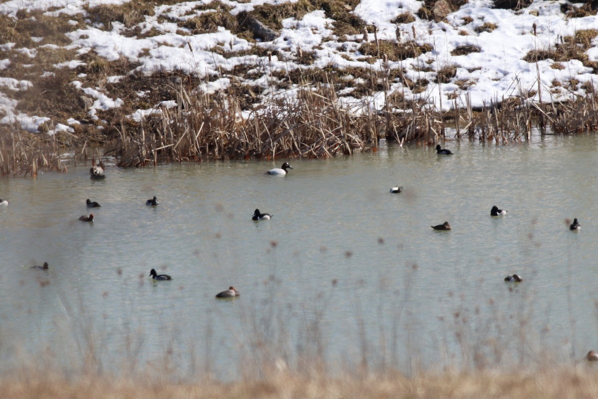 Canvasback - ML311630341