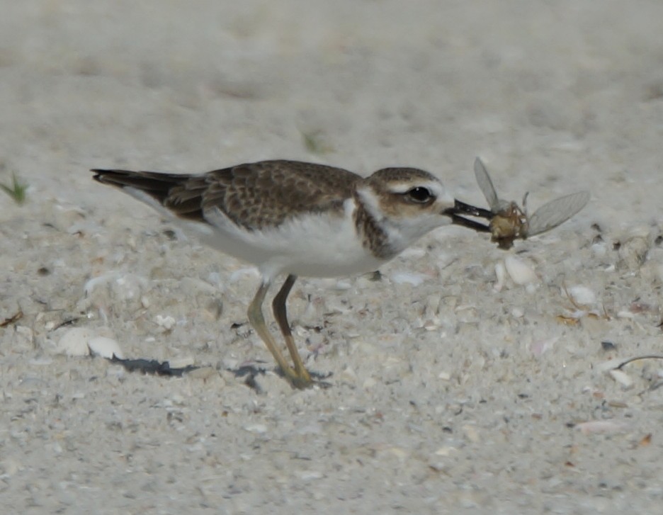 Wilson's Plover - Teri Zambon True