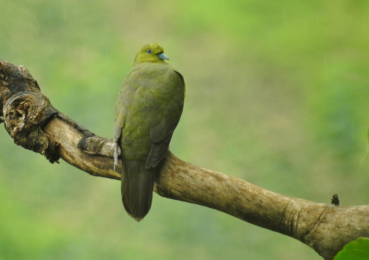 Wedge-tailed Green-Pigeon - ML311631071