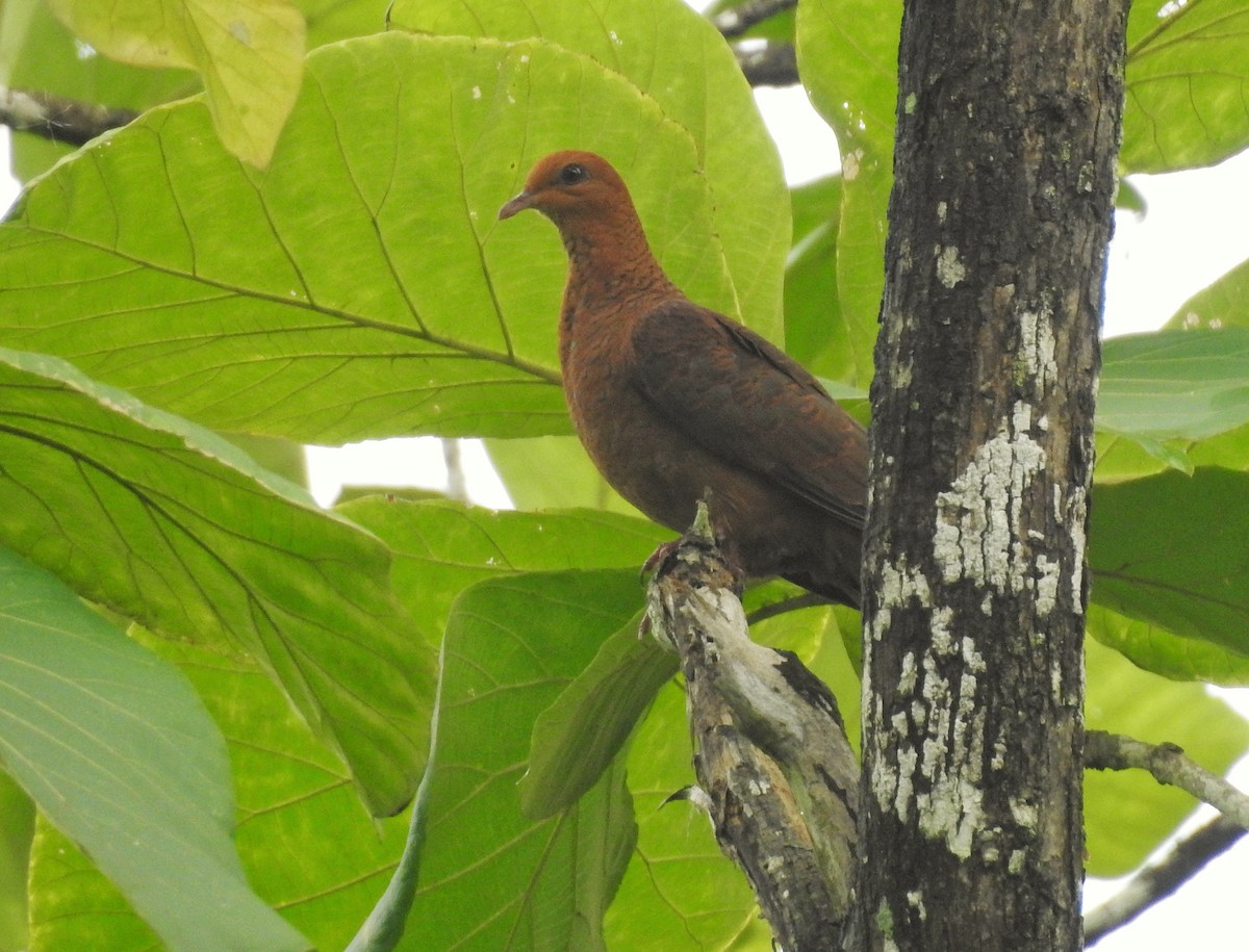 Ruddy Cuckoo-Dove - ML311631231