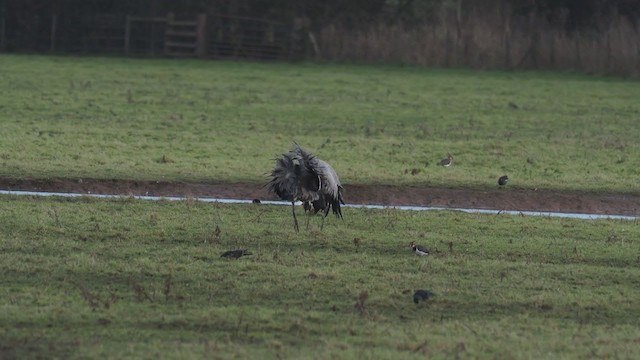 Common Crane - ML311631581