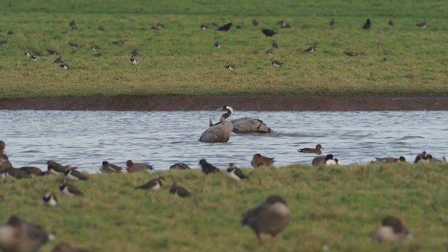 Common Crane - ML311631611