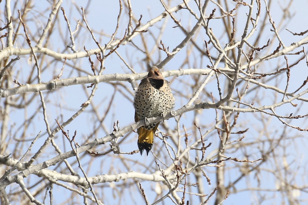 Northern Flicker - ML311631801