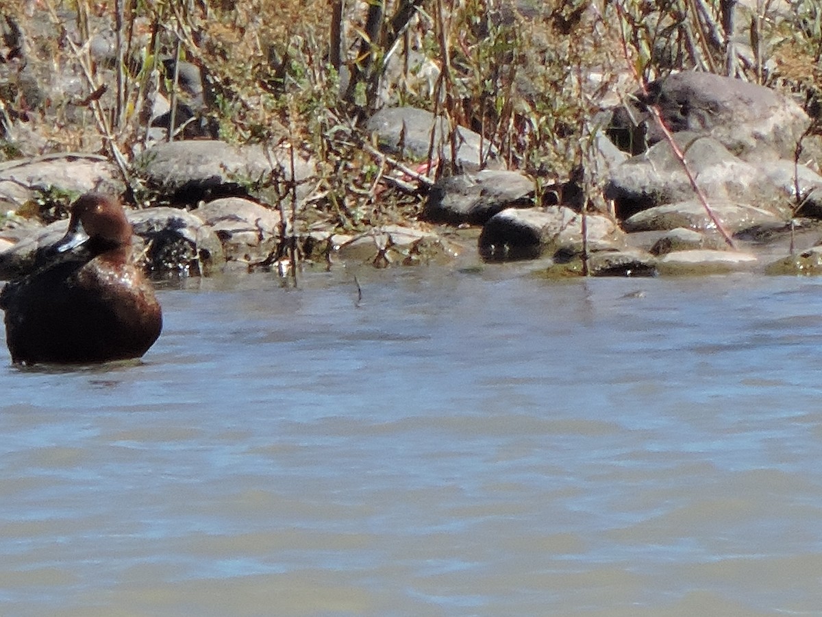 Cinnamon Teal - Mónica  Cobelli