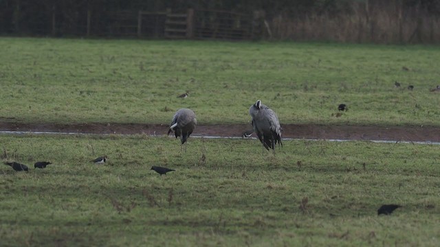 Grulla Común - ML311632301