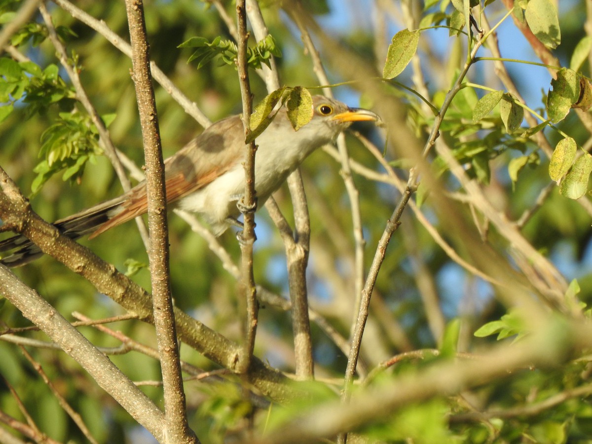 kukačka dešťová - ML311632331