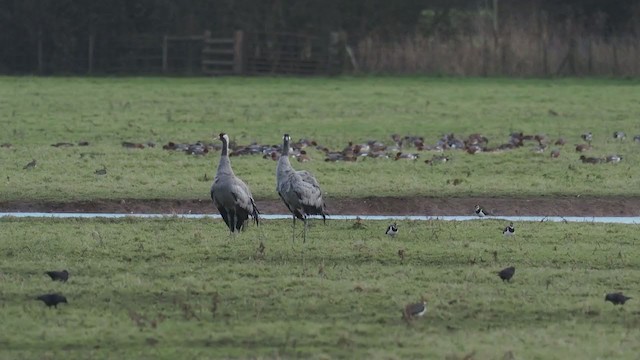 Common Crane - ML311632591