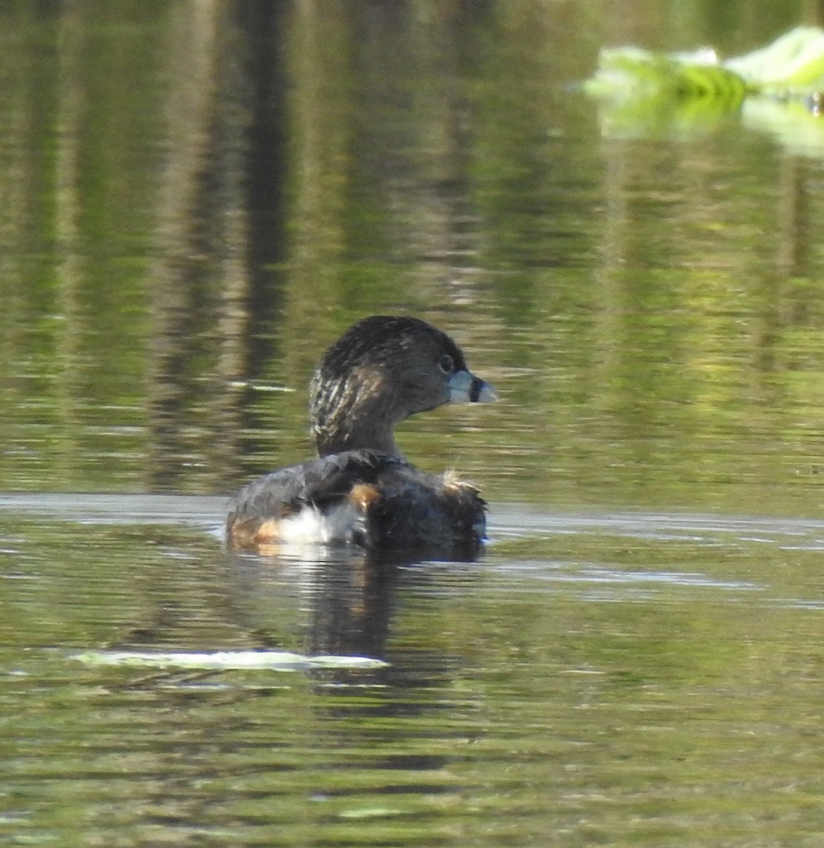 potápka americká - ML311633001