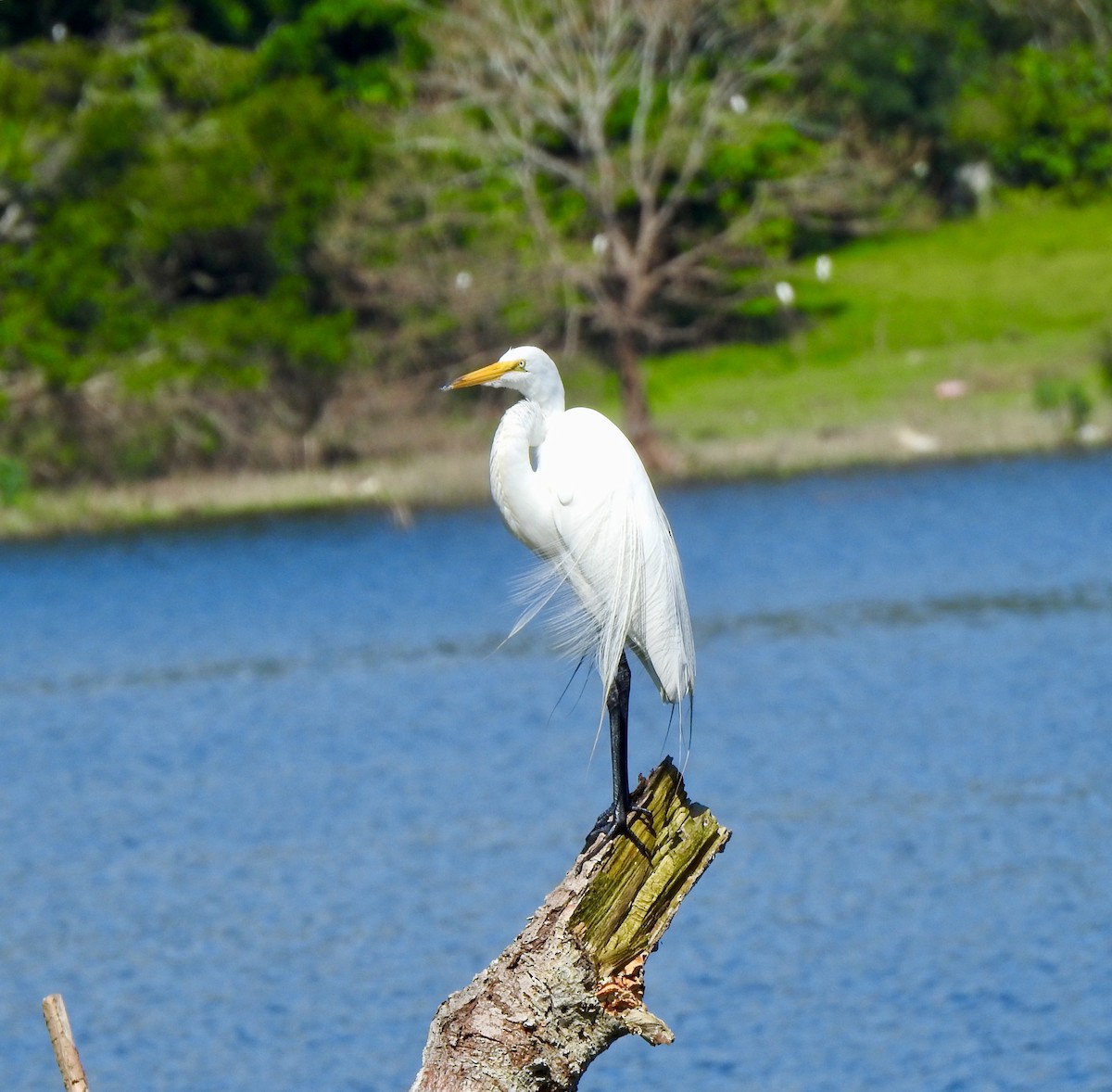 volavka bílá - ML311633191