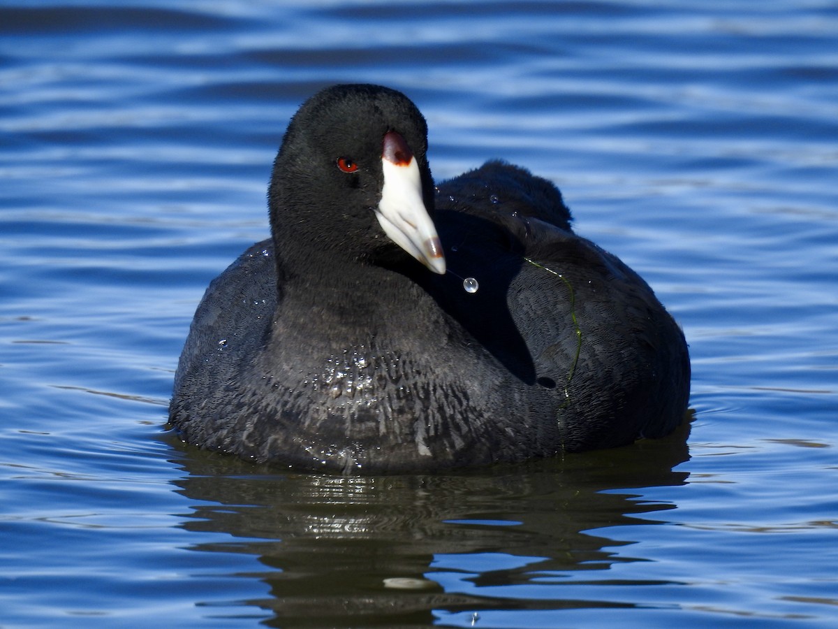 American Coot - ML311634091