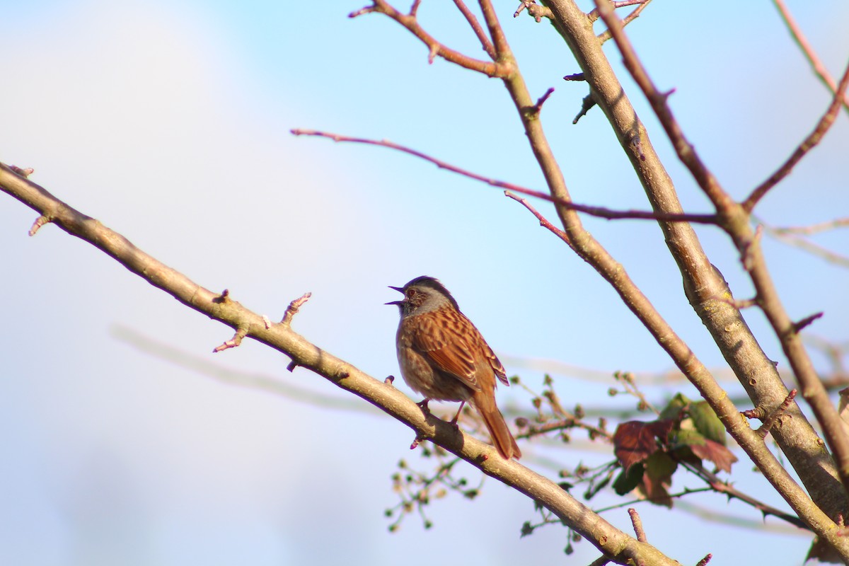 Dunnock - ML311634301