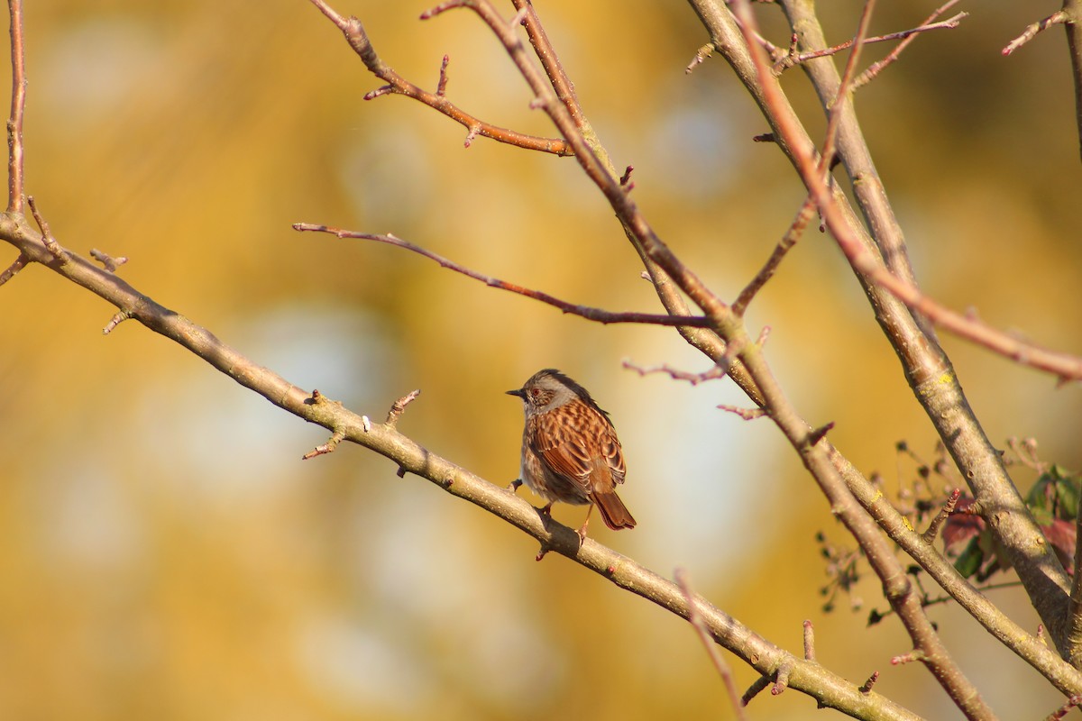 Dunnock - ML311634311