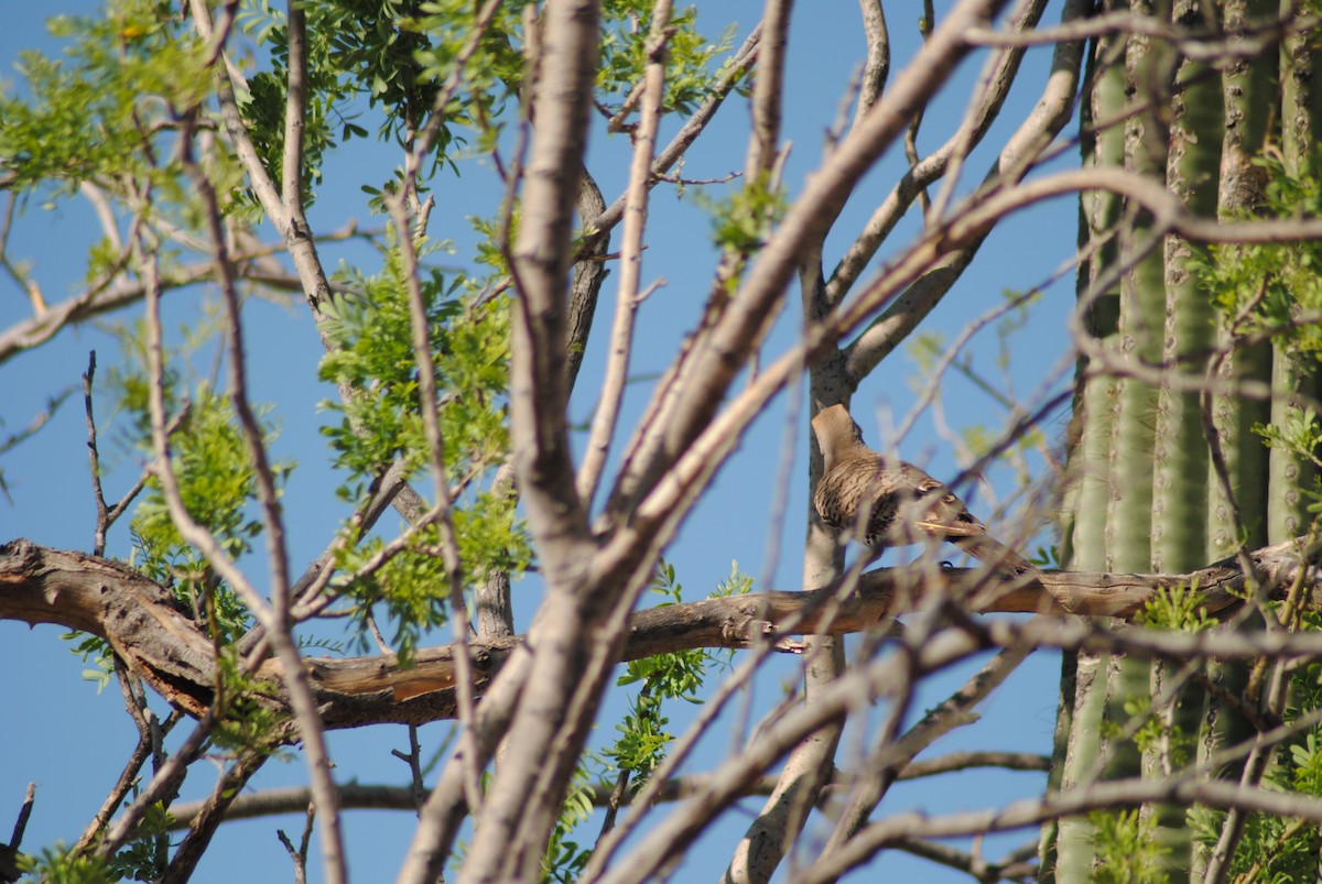 Gilded Flicker - ML31163441