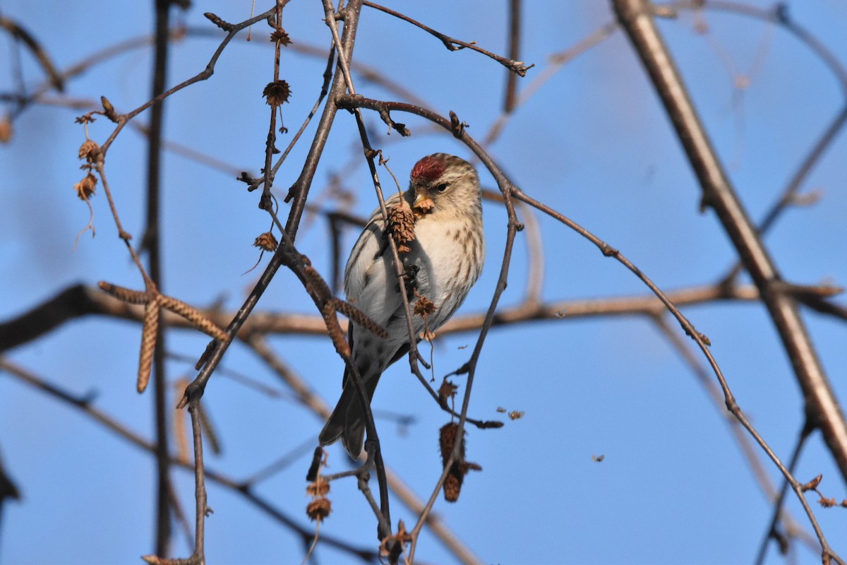 Common Redpoll - ML311634641