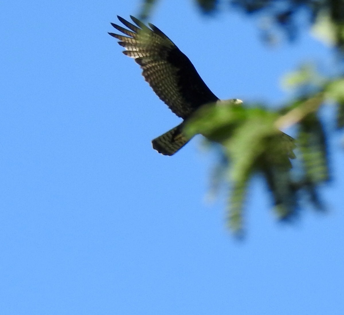 káně černá - ML311634961