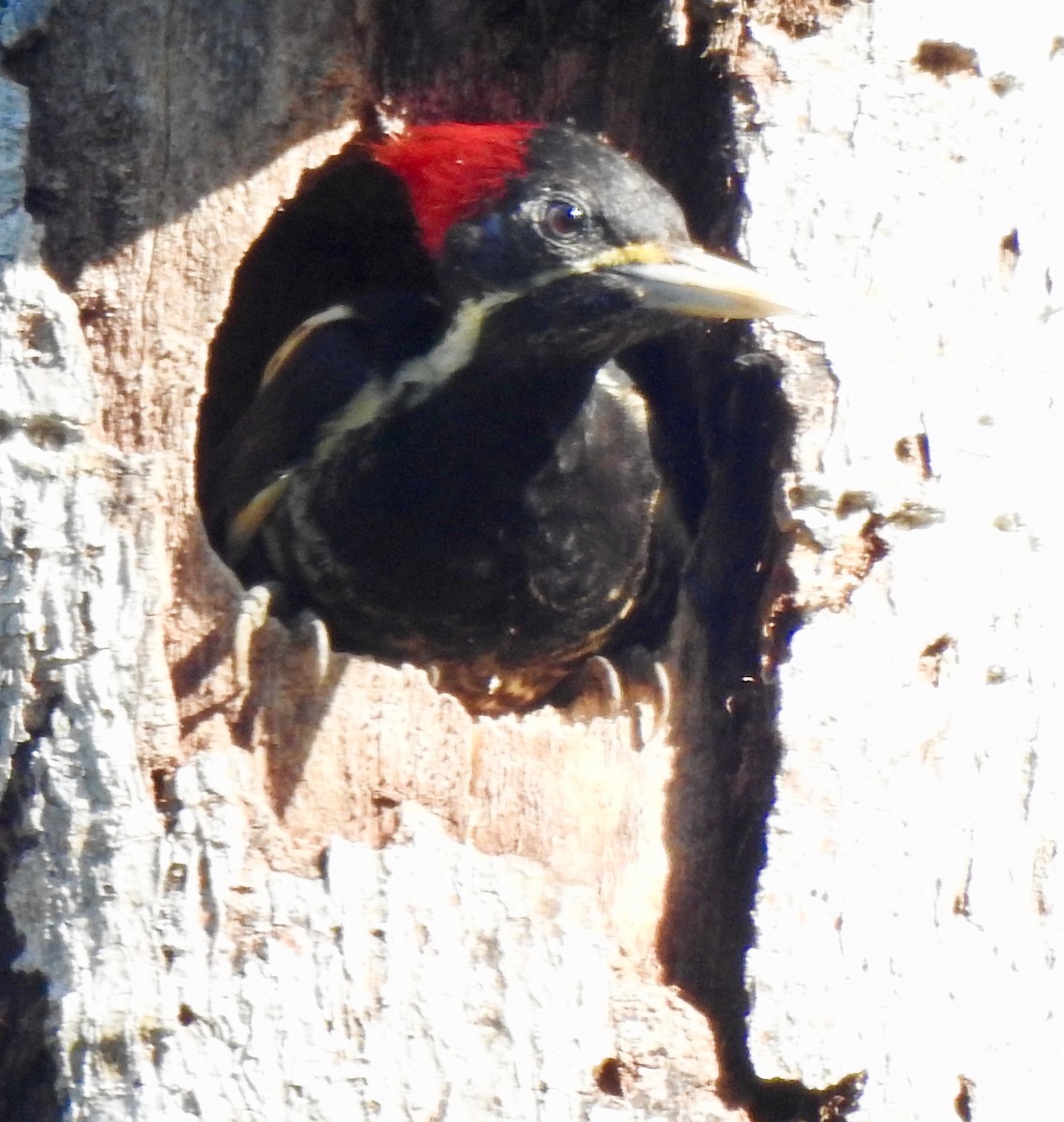 datel proužkovaný - ML311635061