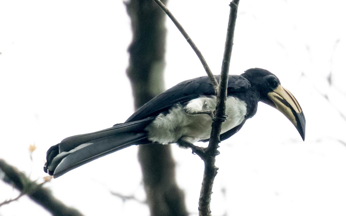 West African Pied Hornbill - ML311635191