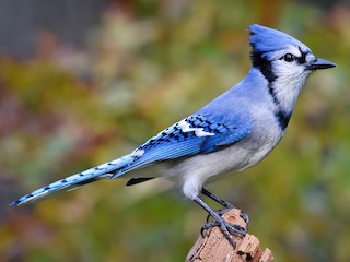 dress the population blue jay Dress the Population | Dresses | Dress The Population Adrian Blue Jay Dress  New