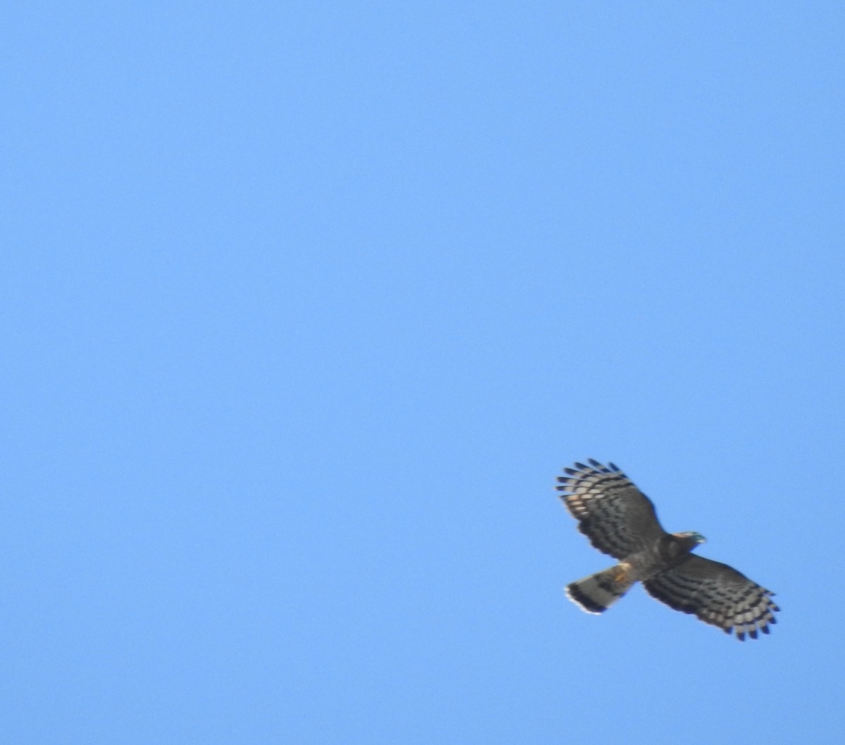 hákozobec neotropický - ML311636211