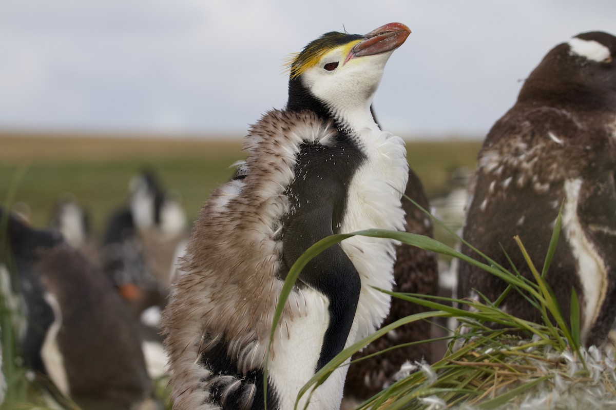 Royal Penguin - ML311636561