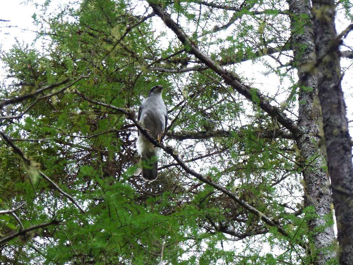 American Goshawk - ML311637211