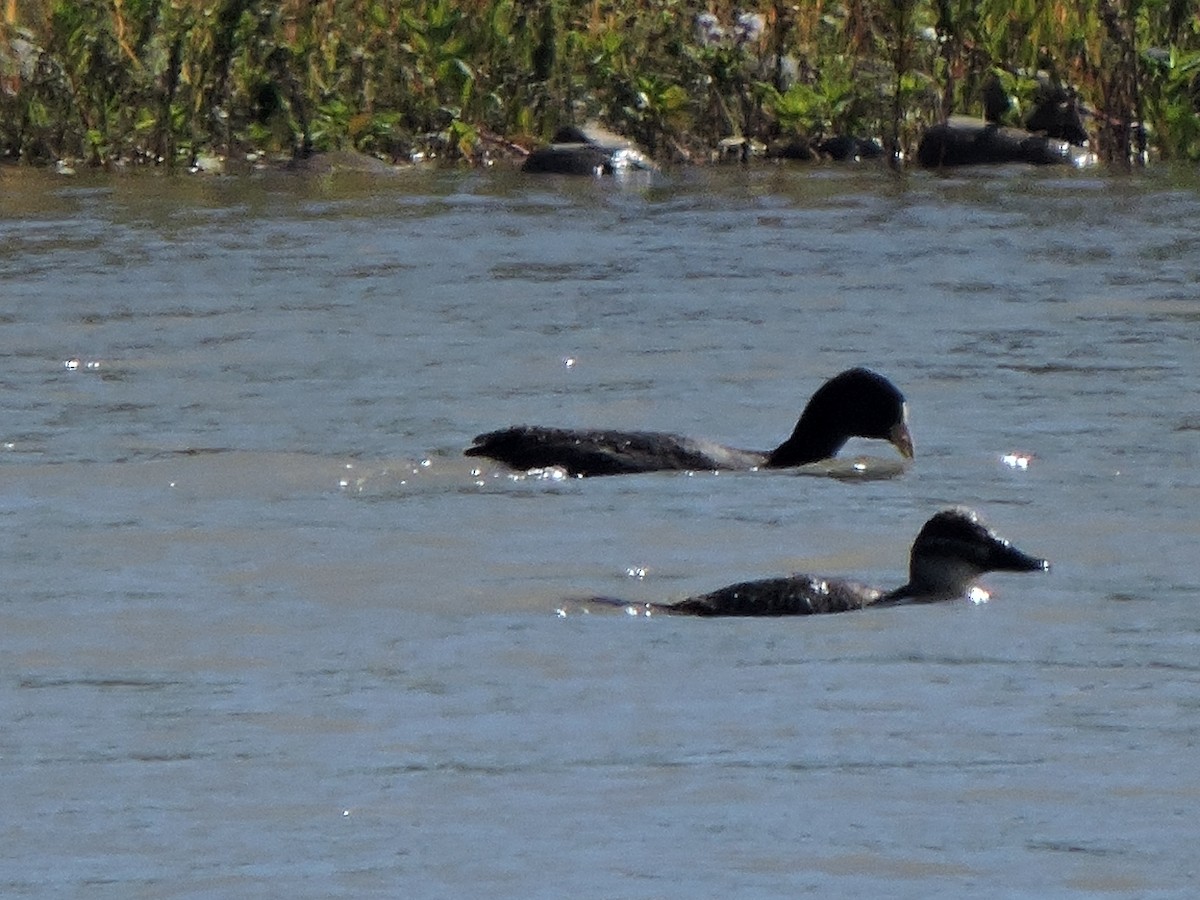 White-winged Coot - ML311637431