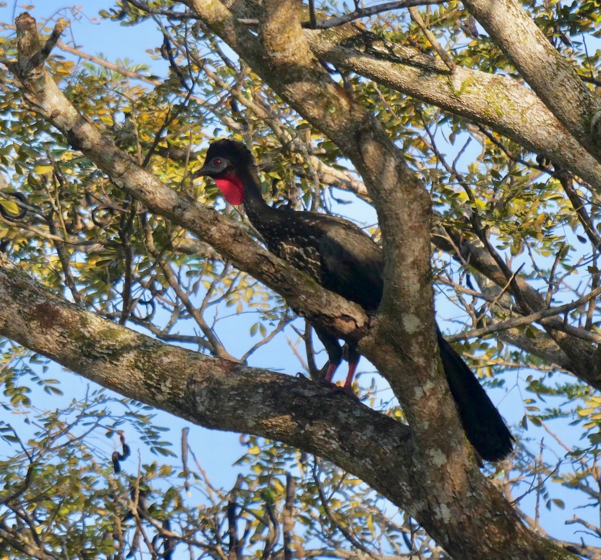 Crested Guan - ML311637931