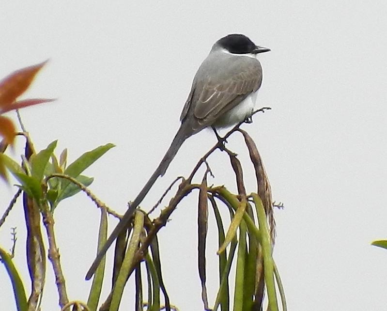 Fork-tailed Flycatcher - Randy Vickers