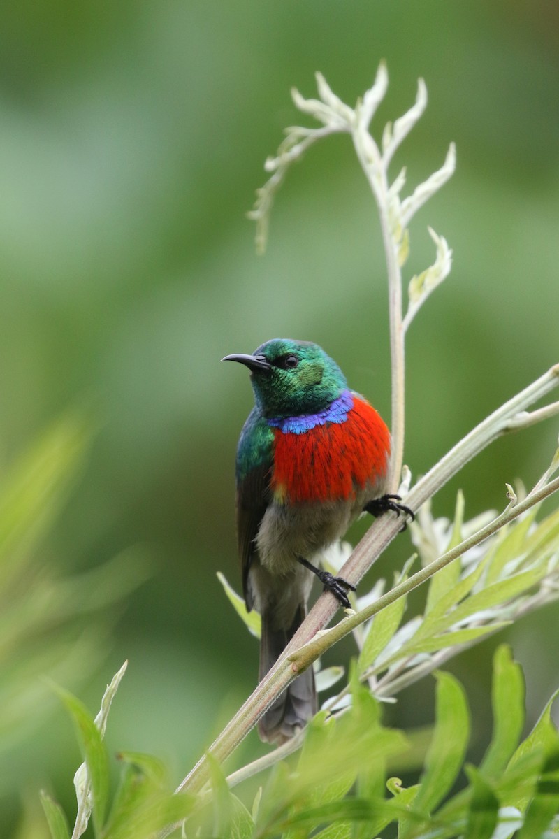 Stuhlmann's Sunbird - ML311641021